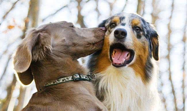 两只狗狗交配时，为何会屁股连着屁股?