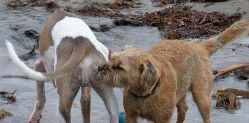 两只狗狗交配时，为何会屁股连着屁股?