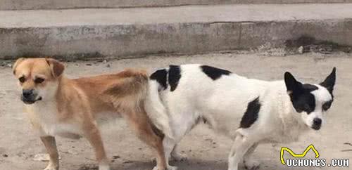 两只狗狗交配时，为何会屁股连着屁股?