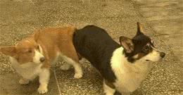 两只狗狗交配时，为何会屁股连着屁股?