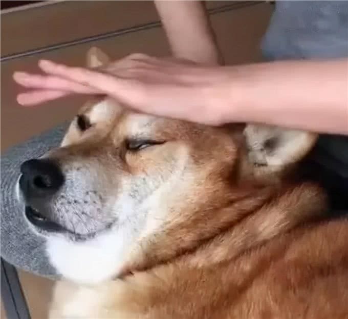 9种适合过敏星人养的狗狗，不得不说，不掉毛真的太加分啦