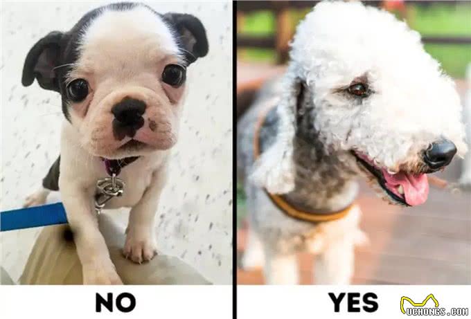 9种适合过敏星人养的狗狗，不得不说，不掉毛真的太加分啦