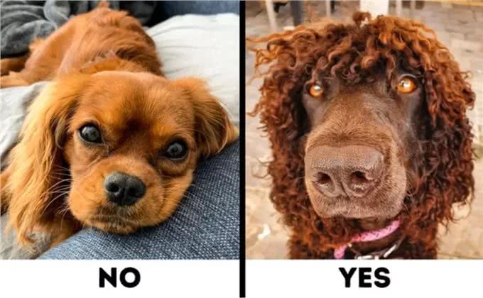 9种适合过敏星人养的狗狗，不得不说，不掉毛真的太加分啦