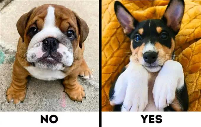 9种适合过敏星人养的狗狗，不得不说，不掉毛真的太加分啦