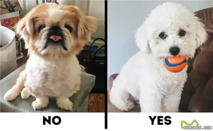 9种适合过敏星人养的狗狗，不得不说，不掉毛真的太加分啦