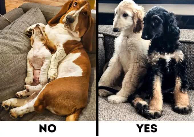 9种适合过敏星人养的狗狗，不得不说，不掉毛真的太加分啦