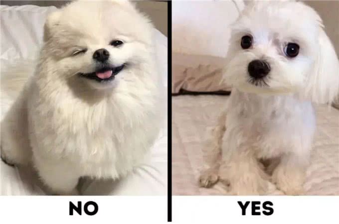 9种适合过敏星人养的狗狗，不得不说，不掉毛真的太加分啦