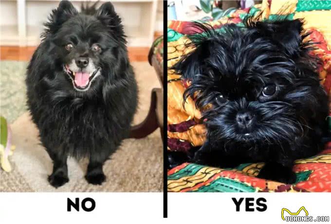 9种适合过敏星人养的狗狗，不得不说，不掉毛真的太加分啦