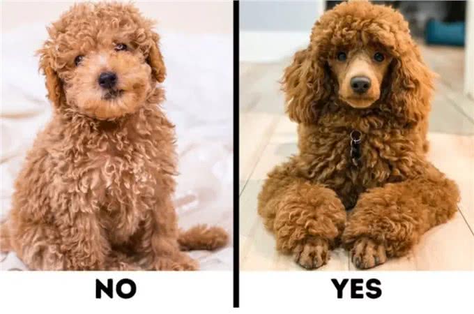 9种适合过敏星人养的狗狗，不得不说，不掉毛真的太加分啦