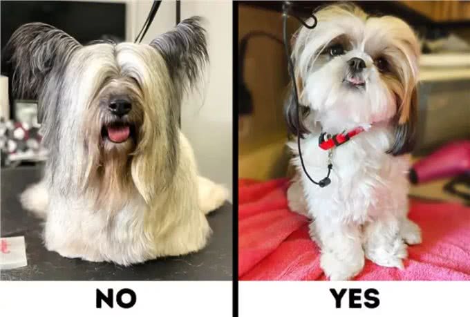 9种适合过敏星人养的狗狗，不得不说，不掉毛真的太加分啦