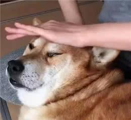 9种适合过敏星人养的狗狗，不得不说，不掉毛真的太加分啦