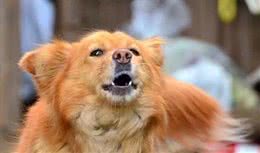 狗狗乱叫咋整呢这几招绝对经典