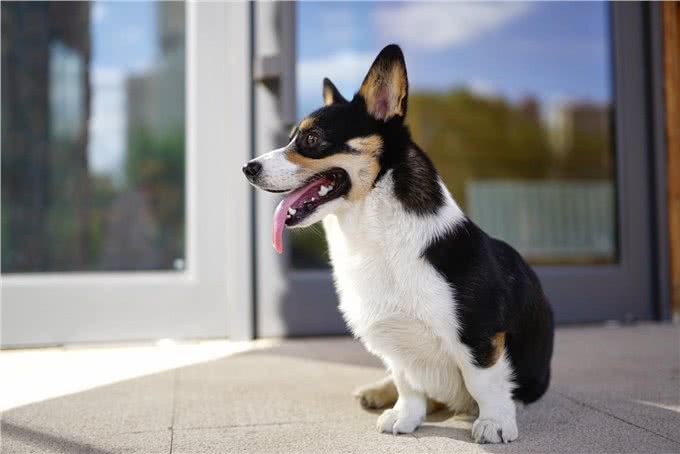 怎么让狗狗安静下来?「科瑞卡科普」