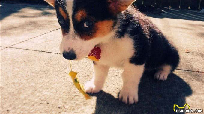 怎么让狗狗安静下来?「科瑞卡科普」