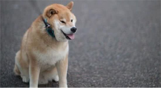 怎么让狗狗安静下来?「科瑞卡科普」