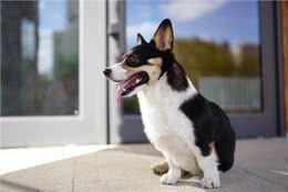 怎么让狗狗安静下来?「科瑞卡科普」