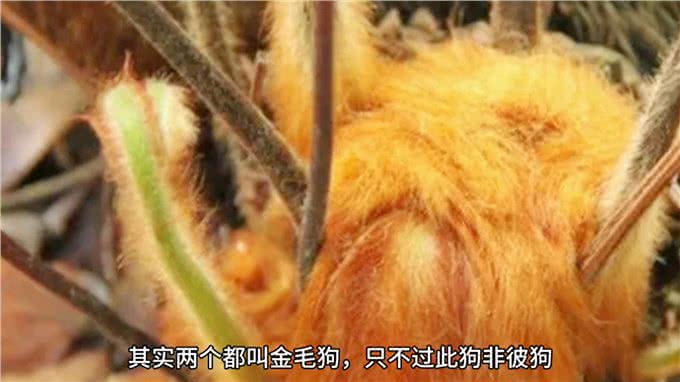 像金毛狗的金毛狗—金毛狗蕨—识百草