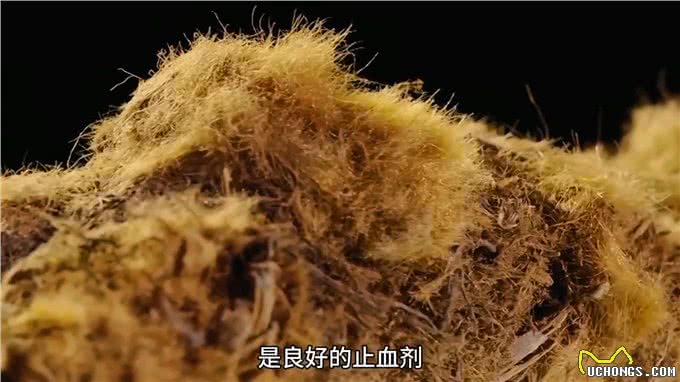 像金毛狗的金毛狗—金毛狗蕨—识百草