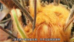 像金毛狗的金毛狗—金毛狗蕨—识百草