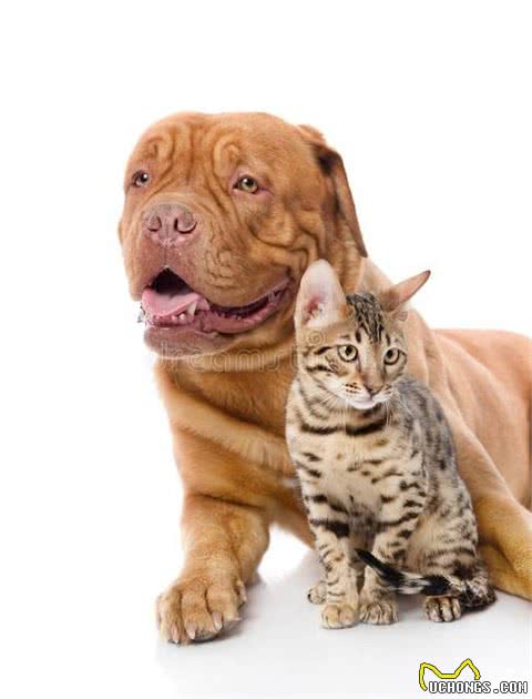 为何只有大型犬却没有大型猫?难道大型猫就比大型犬更加安全吗?