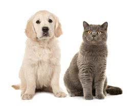 为何只有大型犬却没有大型猫?难道大型猫就比大型犬更加安全吗?