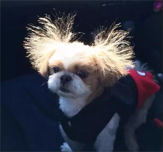 狗子睡觉时莫名被电醒，知道原因后主人笑哭了~