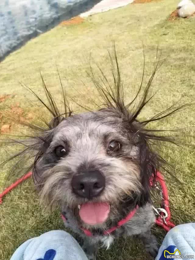 狗子睡觉时莫名被电醒，知道原因后主人笑哭了~