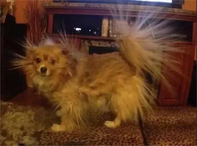 狗子睡觉时莫名被电醒，知道原因后主人笑哭了~