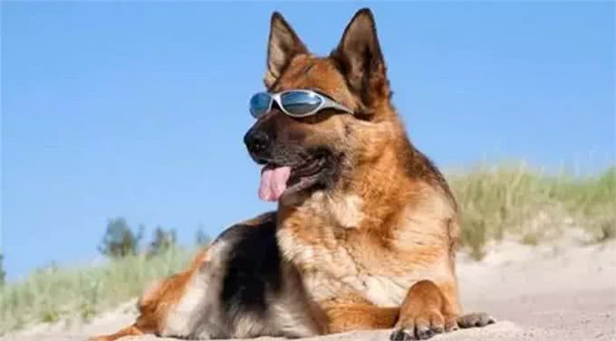 狗狗在宠物店意外中暑，铲屎官心急如焚，朋友交代他做好这几点!