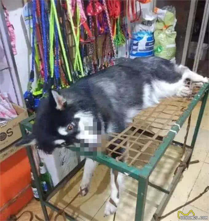 狗狗在宠物店意外中暑，铲屎官心急如焚，朋友交代他做好这几点!