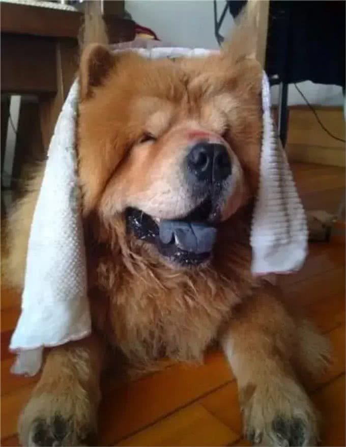 狗狗在宠物店意外中暑，铲屎官心急如焚，朋友交代他做好这几点!