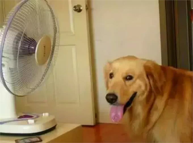 狗狗在宠物店意外中暑，铲屎官心急如焚，朋友交代他做好这几点!