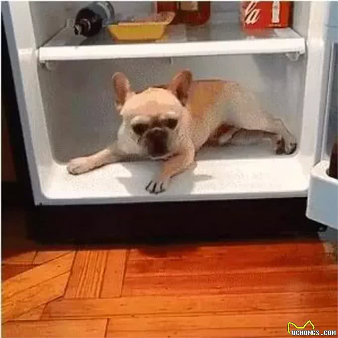 狗狗在宠物店意外中暑，铲屎官心急如焚，朋友交代他做好这几点!