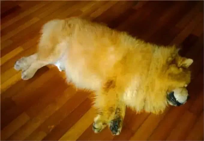 狗狗在宠物店意外中暑，铲屎官心急如焚，朋友交代他做好这几点!