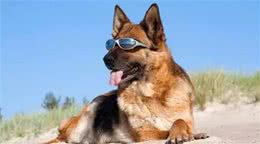 狗狗在宠物店意外中暑，铲屎官心急如焚，朋友交代他做好这几点!