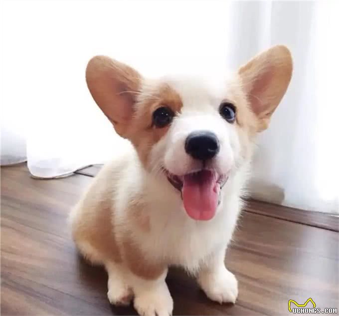 伊丽莎白女王最爱的狗—柯基，凭什么是它?