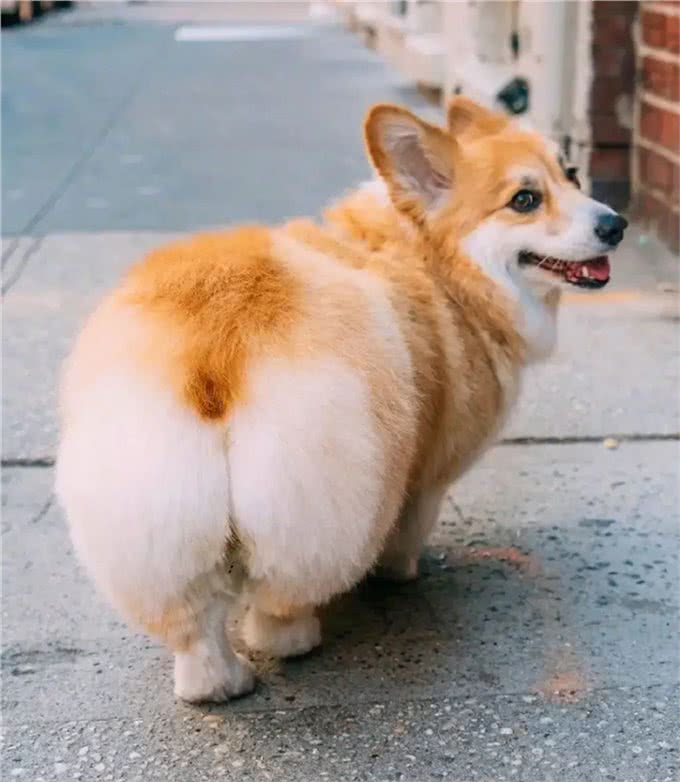 伊丽莎白女王最爱的狗—柯基，凭什么是它?