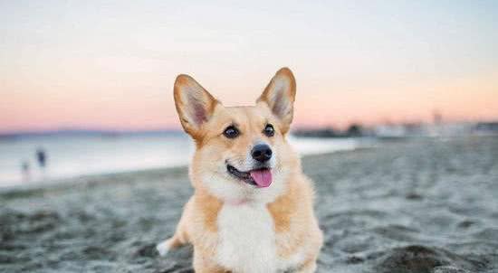 伊丽莎白女王最爱的狗—柯基，凭什么是它?