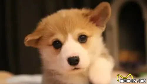 伊丽莎白女王最爱的狗—柯基，凭什么是它?