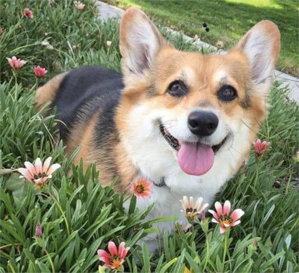 伊丽莎白女王最爱的狗—柯基，凭什么是它?