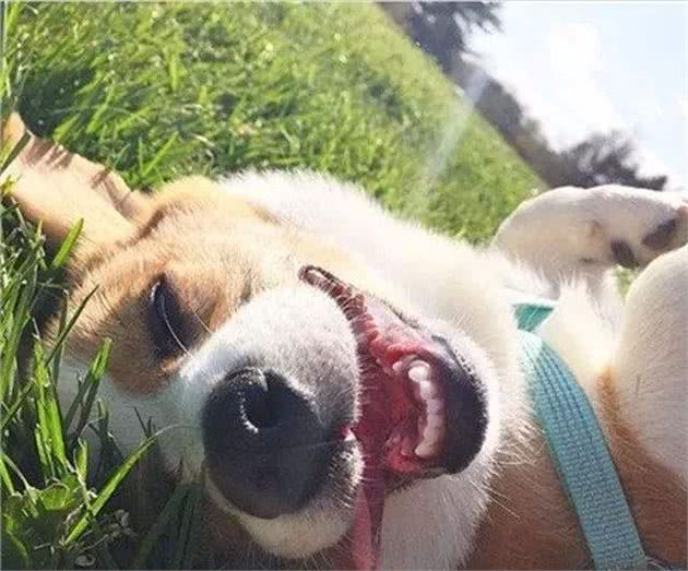 伊丽莎白女王最爱的狗—柯基，凭什么是它?