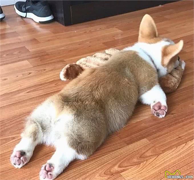 伊丽莎白女王最爱的狗—柯基，凭什么是它?