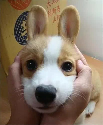 伊丽莎白女王最爱的狗—柯基，凭什么是它?