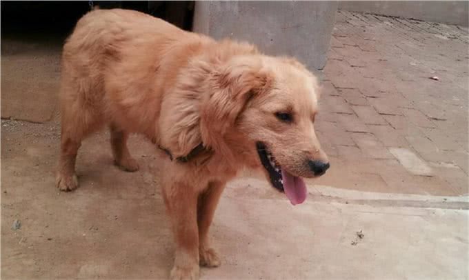 狗狗如果有以下情况，就是缺钙了，抓紧补钙吧