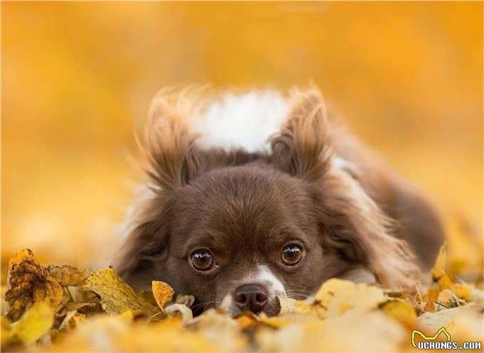 狗狗如果有以下情况，就是缺钙了，抓紧补钙吧