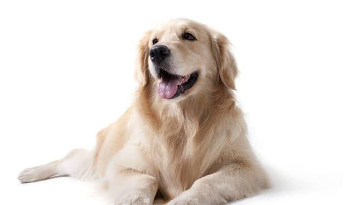 狗狗如果有以下情况，就是缺钙了，抓紧补钙吧