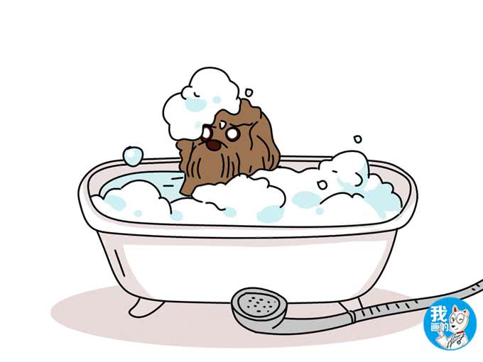 都说泰迪体味淡，为啥我养的臭到顶不住?几种有味道的病了解一下