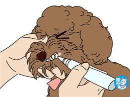 都说泰迪体味淡，为啥我养的臭到顶不住?几种有味道的病了解一下