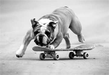 斗牛犬好养吗?如果你准备养一只斗牛马上看过来