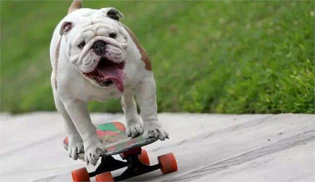 斗牛犬好养吗?如果你准备养一只斗牛马上看过来